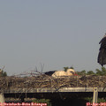 16_55-mast.jpg