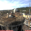 17_00-nest.jpg
