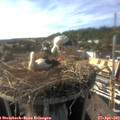 17_05-nest.jpg