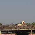 17_10-mast.jpg