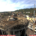 17_10-nest.jpg