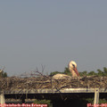 17_15-mast.jpg
