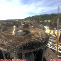 17_15-nest.jpg