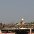 17_20-mast.jpg