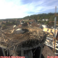 17_20-nest.jpg