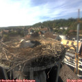 17_25-nest.jpg