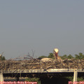 17_40-mast.jpg