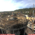 17_40-nest.jpg