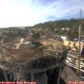 17_45-nest.jpg