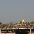 17_50-mast.jpg