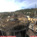 17_50-nest.jpg