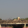 17_55-mast.jpg