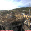 17_55-nest.jpg
