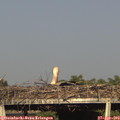 18_00-mast.jpg