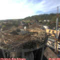18_00-nest.jpg