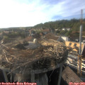 18_05-nest.jpg
