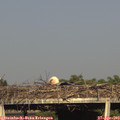 18_10-mast.jpg