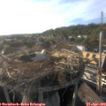 18_20-nest.jpg