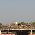 18_25-mast.jpg