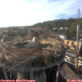 18_25-nest.jpg