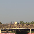 18_30-mast.jpg