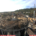 18_30-nest.jpg