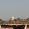 18_35-mast.jpg