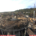 18_40-nest.jpg