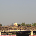 18_45-mast.jpg