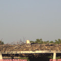 18_50-mast.jpg