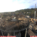 18_50-nest.jpg