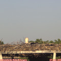 18_55-mast.jpg