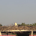 19_00-mast.jpg