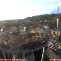 19_00-nest.jpg