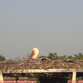 19_05-mast.jpg