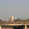 19_10-mast.jpg