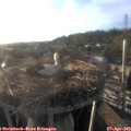 19_10-nest.jpg