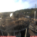 19_15-nest.jpg