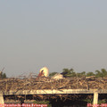 19_20-mast.jpg