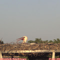 19_25-mast.jpg