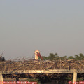 19_35-mast.jpg