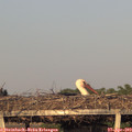 19_40-mast.jpg