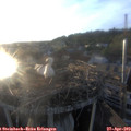 19_40-nest.jpg