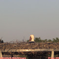 19_45-mast.jpg