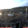 19_45-nest.jpg