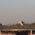 19_55-mast.jpg