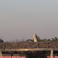 20_00-mast.jpg