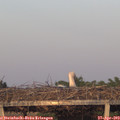 20_05-mast.jpg