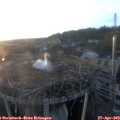 20_05-nest.jpg