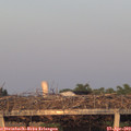 20_10-mast.jpg